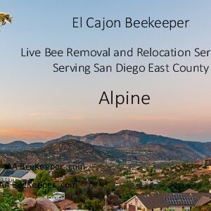 Alpine Bee Removal