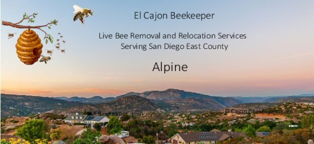 Alpine Bee Removal