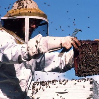 El Cajon Bee Rescue and Relocation