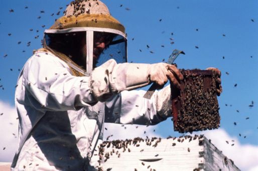 El Cajon Bee Rescue and Relocation