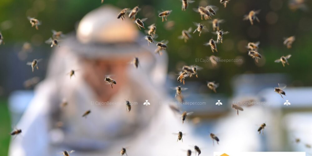 El Cajon Beekeeper and Bee Removal