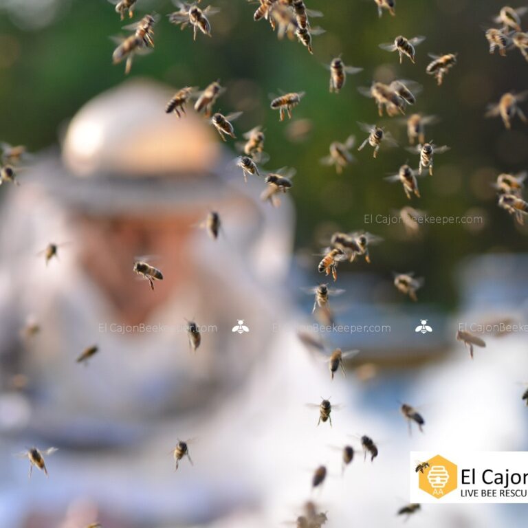 El Cajon Beekeeper and Bee Removal