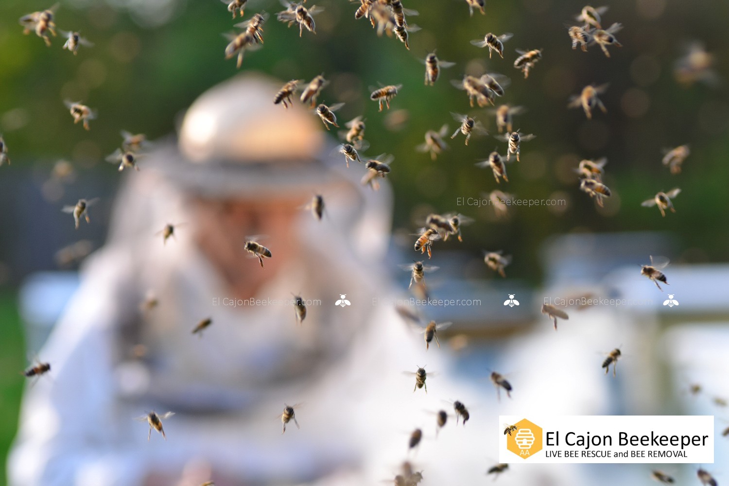 El Cajon Beekeeper and Bee Removal